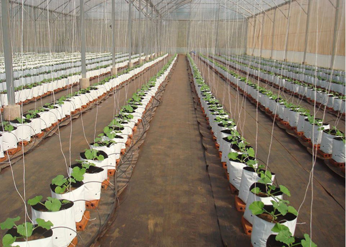 Cách nhận biết dưa lưới đang bị thiếu hoặc dư nước