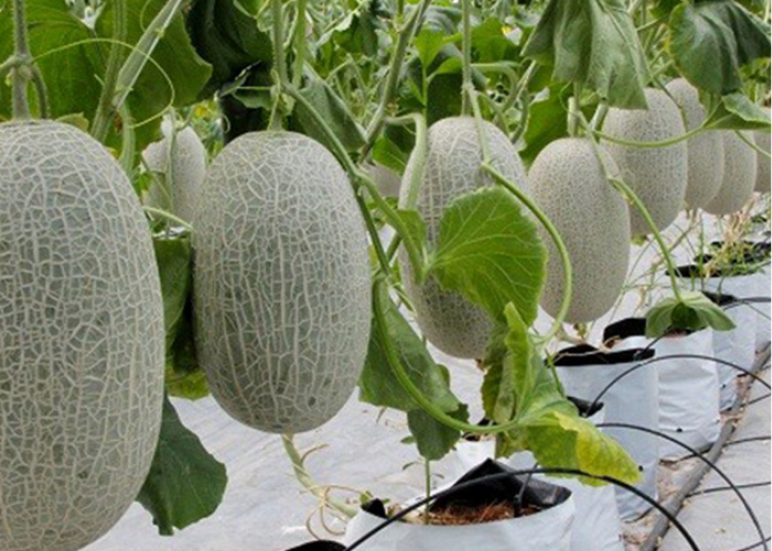 Lượng nước tưới dưa lưới giúp đạt năng suất cao
