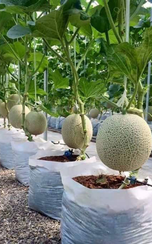 Thiet ke chua co ten 1