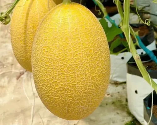 dua luoi hoang kim chuan chat luong 6837e214785d2