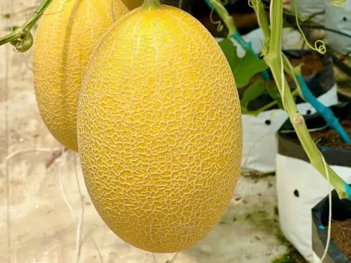 Những điểm nổi bật Những điểm nổi bật của giống dưa này