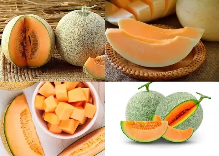 Dưa lưới Egarden Tổng quan về sản phẩm dưa lưới Egarden