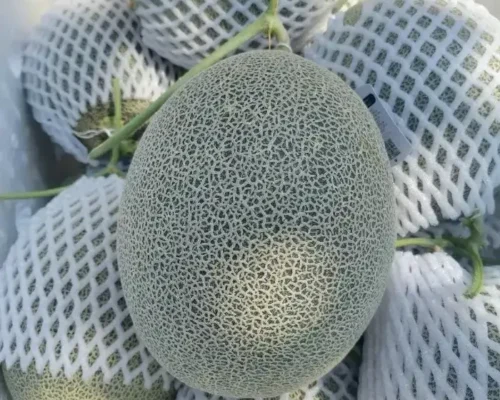 dua luoi mat egarden trai nghiem ngot ngao chuan chat luong 6833daa427863