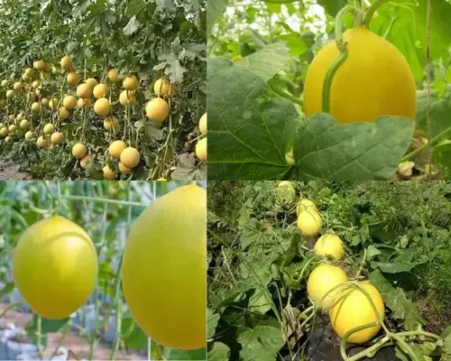 dua luoi vang tuoi ngon mong nuoc 6834c7261f8b1