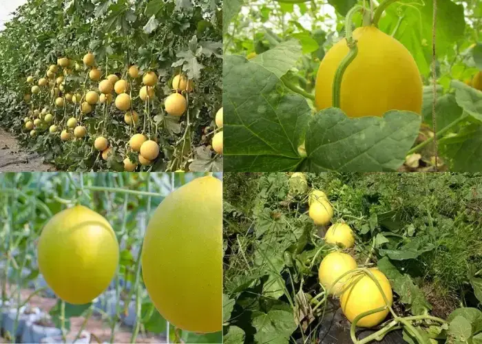 Bí quyết chọn dưa lưới vàng Bí quyết chọn dưa lưới vàng ngon ngọt