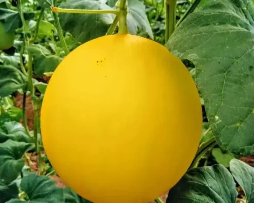 dua luoi vang tuoi ngon mong nuoc 6834c8a5e2aae