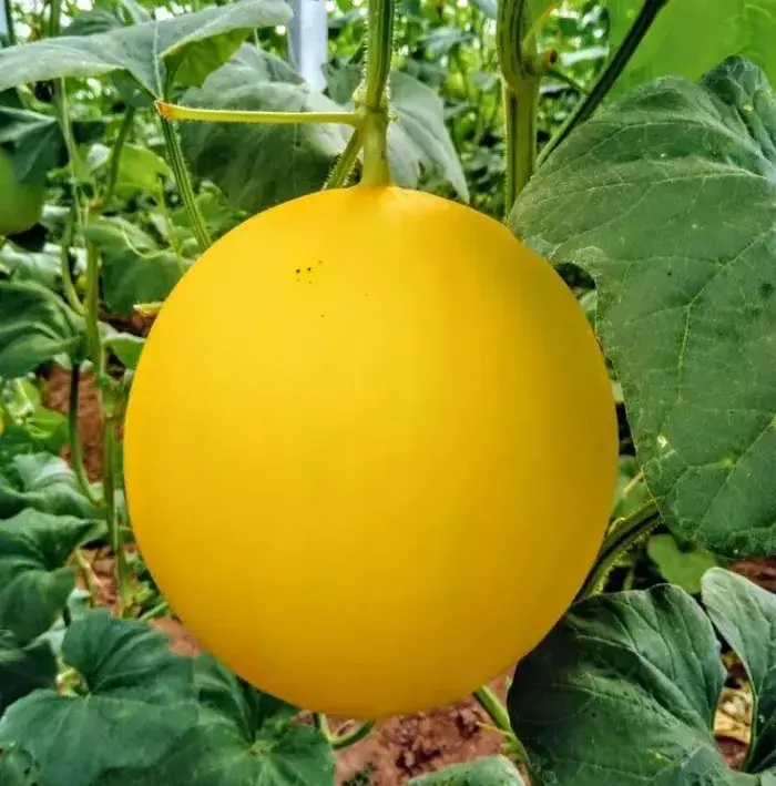 Tổng quan về dưa lưới vàng Tổng quan về dưa lưới vàng