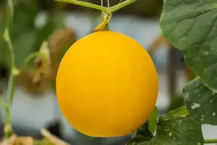 Dưa lưới vàng Dưa lưới vàng