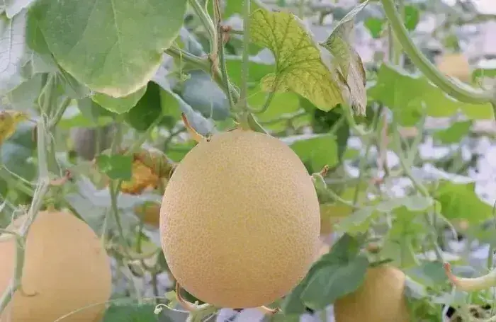Dưa lưới vàng tại vườn bán giá bao nhiêu Giá dưa lưới vàng tại vườn