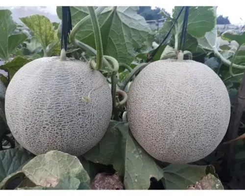 hat giong dua luoi madesta chat luong cao 683aa13df1440