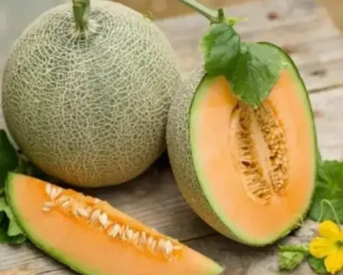 hat giong dua luoi madesta chat luong cao 683aa13df1f6d