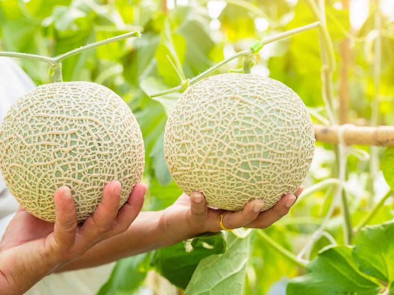 Nước ép dưa lưới có tác dụng gì? Top 9 tác dụng bạn nên biết Lưu ý khi dùng dưa lưới