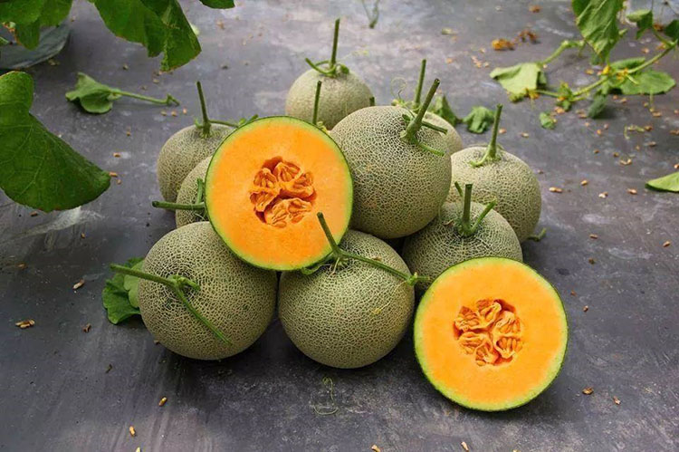 Cách chọn dưa lưới thơm ngon, chất lượng Bí quyết chọn dưa lưới thơm ngon, chất lượng