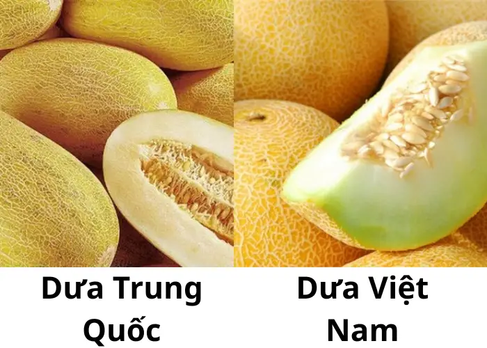 Cách nhận biết dưa lưới vàng Việt Nam và dưa Trung Quốc Cách nhận biết dưa lưới vàng Việt Nam và hàng nhập khẩu Trung Quốc