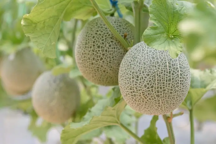 Giải đáp những thắc mắc thường gặp Giải đáp những thắc mắc thường gặp
