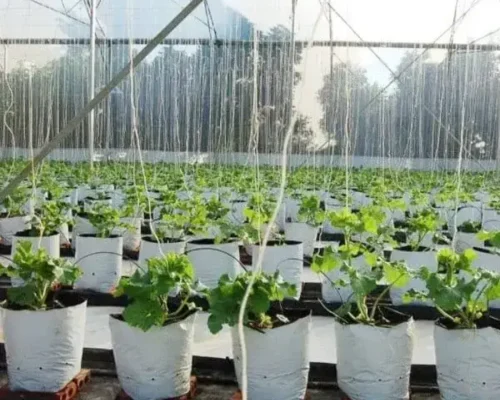 tat tan tat ve tui pe trong dua luoi 6834c71280f23