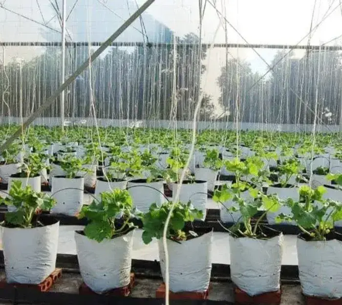 Lợi ích khi sử dụng túi PE Lợi ích khi sử dụng túi PE trong canh tác dưa lưới