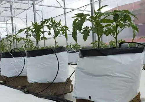 tat tan tat ve tui pe trong dua luoi 6834c71282555