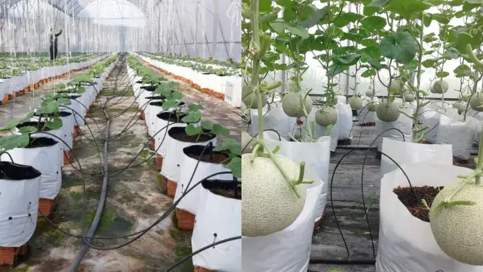 Chi phí chi tiết cho các hạng mục thi công hệ thống tưới nước tự động Hệ thống tưới tự động nhỏ giọt trong nhà màng/nhà kính trồng dưa lưới