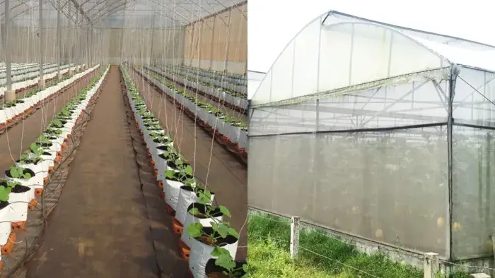 Bảng giá đầu tư mô hình nhà màng trồng dưa lưới Bảng giá đầu tư mô hình nhà màng trồng dưa lưới
