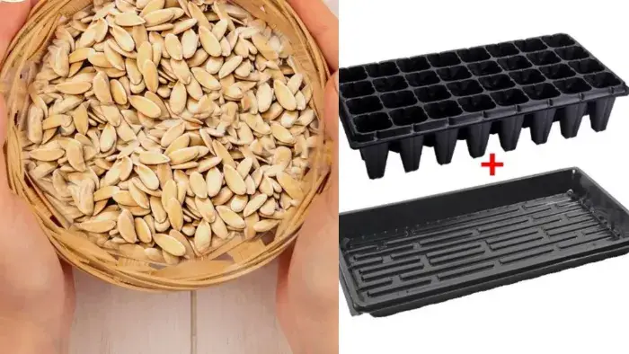 Các vật tư sử dụng trong sản xuất nông nghiệp Các vật tư sử dụng trong mô hình nhà màng/nhà kính trồng dưa lưới