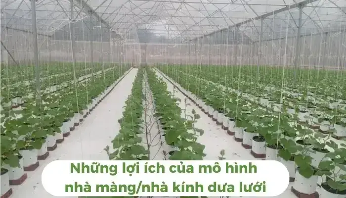 Những lợi ích của mô hình nhà màng/nhà kính dưa lưới Lợi ích của mô hình nhà màng/nhà kính dưa lưới