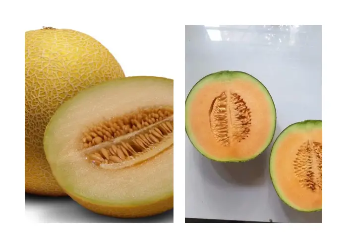 Vỏ các loại dưa lưới Đặc điểm vỏ các loại dưa lưới