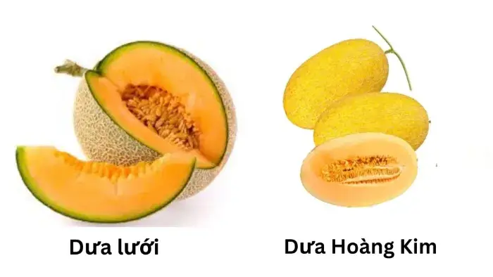 Đặc điểm chung giữa dưa lưới và dưa hoàng kim Dưa lưới và dưa hoàng kim