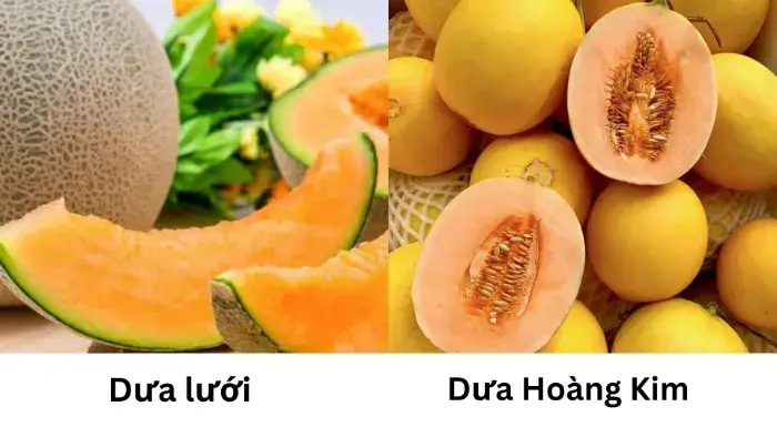 nhận biết dưa lưới và dưa hoàng kim Cách để nhận biết dưa lưới và dưa hoàng kim