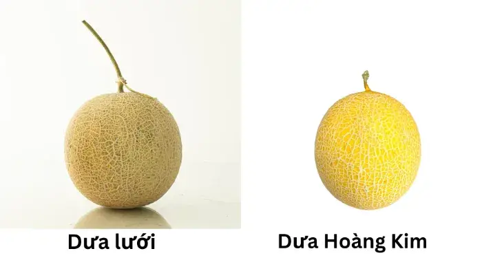 Kích thước và hình dáng bên ngoài Kích thước và hình dáng bên ngoài của dưa lưới và dưa Hoàng Kim