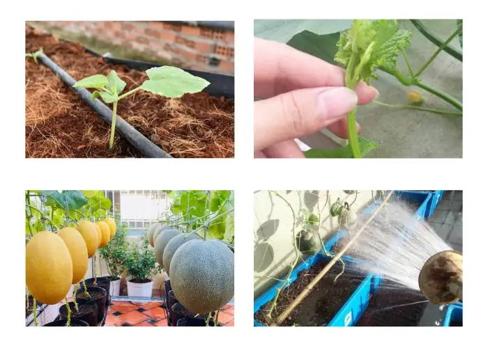 Kỹ thuật trồng và chăm sóc dưa lưới trên sân thượng Kỹ thuật trồng và chăm sóc dưa lưới trên sân thượng