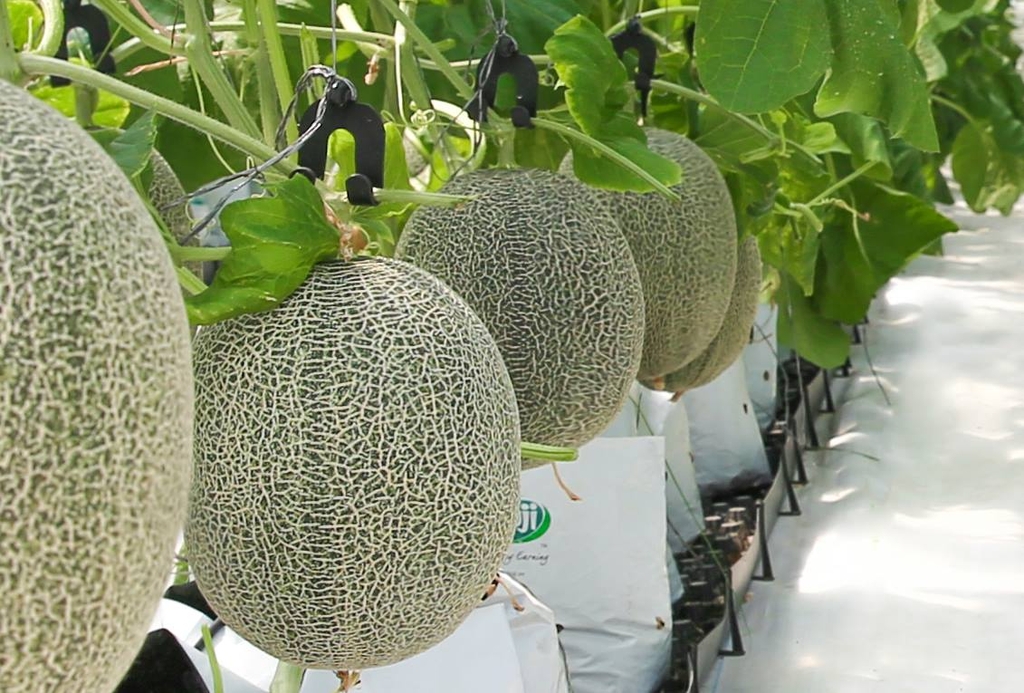 Mức giá dưa lưới sỉ hiện nay Mức giá dưa lưới sỉ hiện nay
