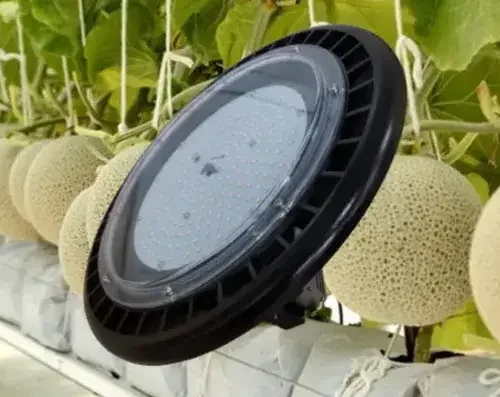 den chieu sang chuyen dung nha mang trong dua luoi 684684ea3920e