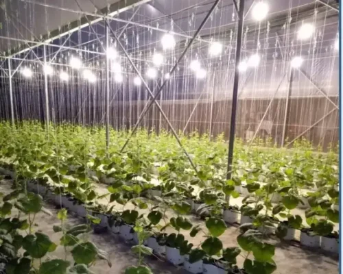 den chieu sang chuyen dung nha mang trong dua luoi 684684ec4b97a