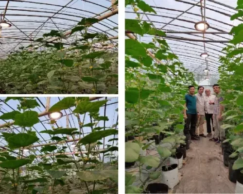 den chieu sang chuyen dung nha mang trong dua luoi 684684ec607de