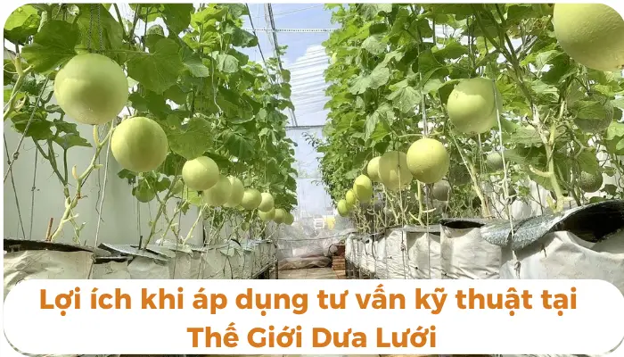 Lợi ích khi áp dụng dịch vụ tư vấn kỹ thuật của Thế Giới Dưa Lưới Lợi ích khi áp dụng dịch vụ tư vấn kĩ thuật trồng dưa lưới