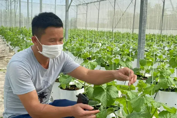 Kỹ thuật chăm sóc cây dưa lưới kỹ thuật chăm sóc cây
