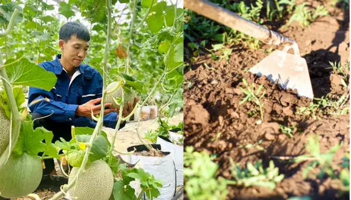 Tư vấn kỹ thuật trồng dưa lưới Tư vấn kỹ thuật trồng dưa lưới