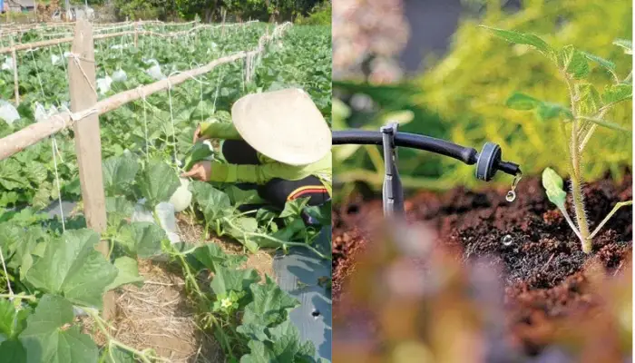 Thiết kế và triển khai mô hình trồng dưa lưới Thiết kế và triển khai mô hình trồng