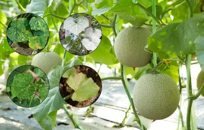 Kiểm soát và xử lý sâu bệnh cho cây dưa lưới Kiểm soát và xử lý sâu bệnh cho cây dưa lưới