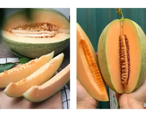 dua luoi dai loan 684a6a32b0d40