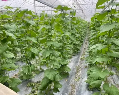 dua luoi ichiba nhat ban 6859e2c7e93e6