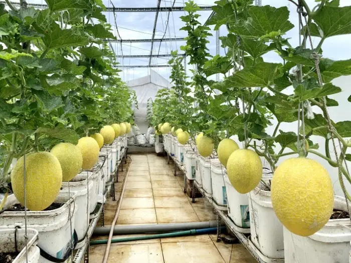 Quy trình trồng, chăm sóc và tuyển chọn dưa lưới Inthanon Quy trình trồng, chăm sóc và tuyển chọn của dưa lưới Inthanon