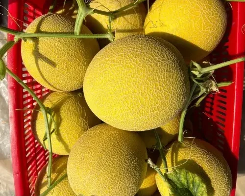 dua luoi inthanon 6859ddabd929e