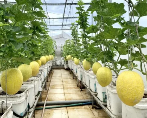 dua luoi inthanon 6859ddac7b2ef