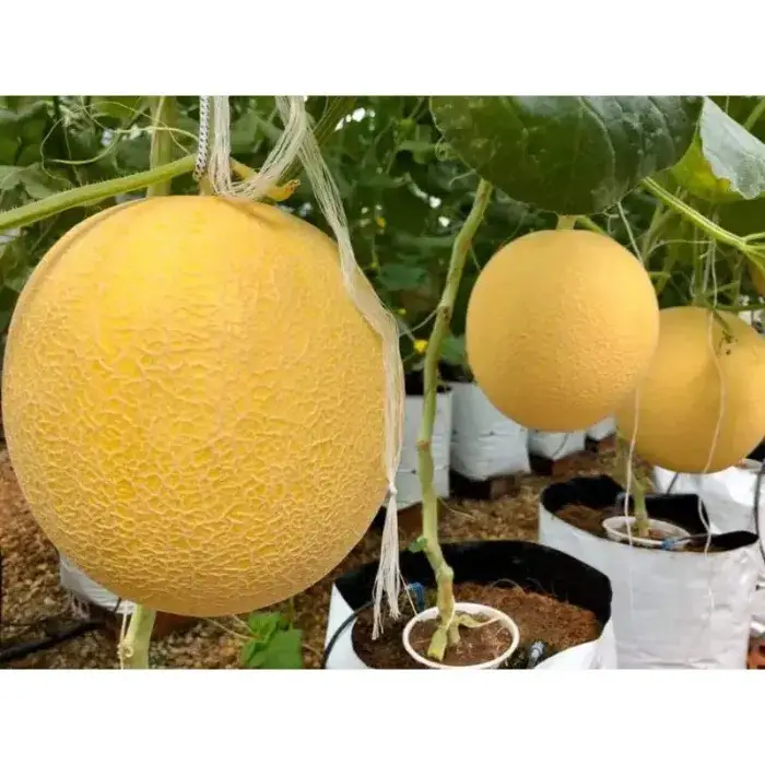 Quy trình trồng trọt và tuyển chọn dưa lưới Kim Long Quy trình trồng trọt và tuyển chọn dưa lưới Kim Long