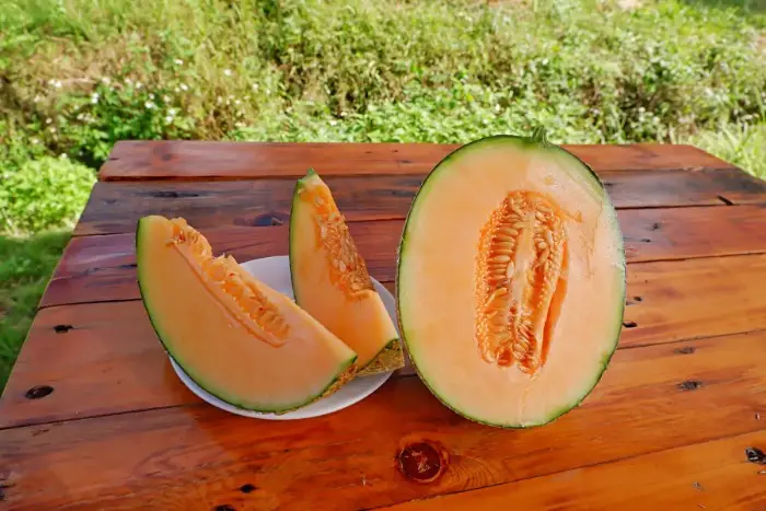 Phương pháp trồng và chăm sóc Phương pháp trồng và chăm sóc