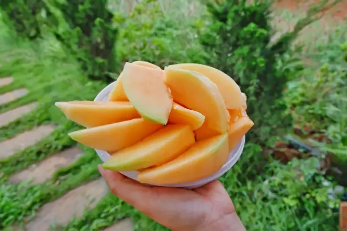 Những điểm nổi bật của giống dưa này Những điểm nổi bật của dưa lưới Nagami