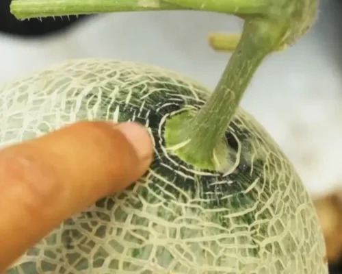 dua luoi ruot xanh 683f5e63cd52b