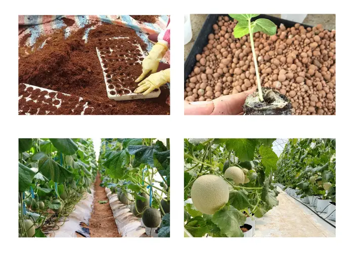 Quy trình canh tác giống dưa TL3 Quy trình canh tác giống dưa TL3
